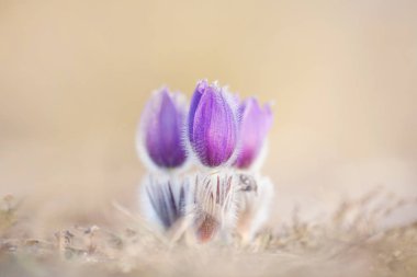 Bahar çiçeklere mükemmel Anemon (Pasque).