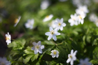Beyaz anemon çiçekleri (Anemon nemorosa).