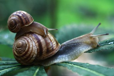 Üzerinde büyük bir salyangoz sürme bir küçük güzel salyangoz (Helix pomatia).