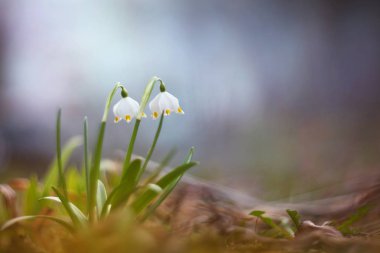 İlkbaharda güzel kar damlası çiçekleri (Galanthus nivalis).