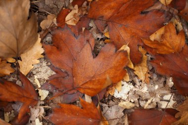 Düşen meşe ağacı ve akçaağaç ağaç yaprak.