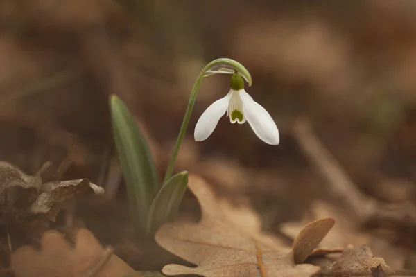 Single Snowdrop Flower Galanthus Nivalis Spring — Stock Photo, Image