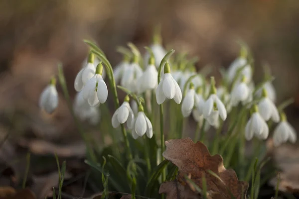 Lot Snowdrop Flowers Galanthus Nivalis — Stock Photo, Image