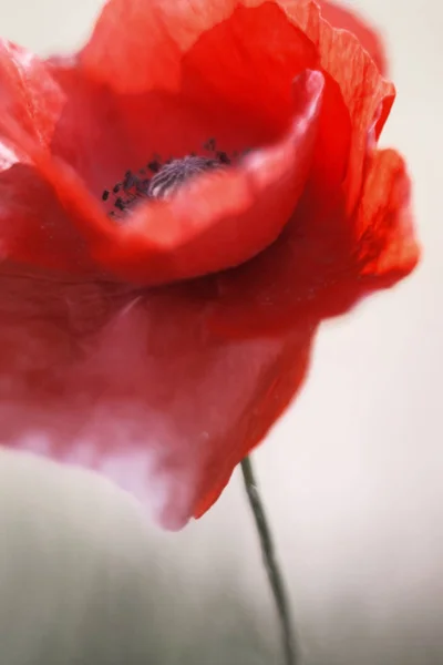 Εσωτερικη Τρυφερό Λουλούδι Παπαρούνας Ήπια Εστίαση — Φωτογραφία Αρχείου