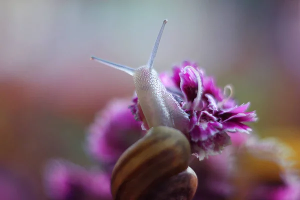 Schöne Schnecke Auf Einer Blume — Stockfoto