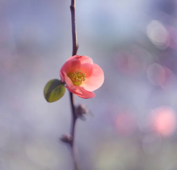 Sprig Fino Com Flor Vermelha Chaenomeles Japonica Foco Suave — Fotografia de Stock