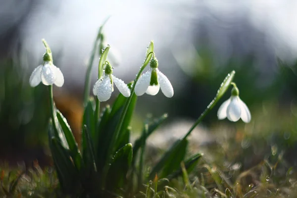 Lot Snowdrop Flowers Galanthus Nivalis — Stock Photo, Image