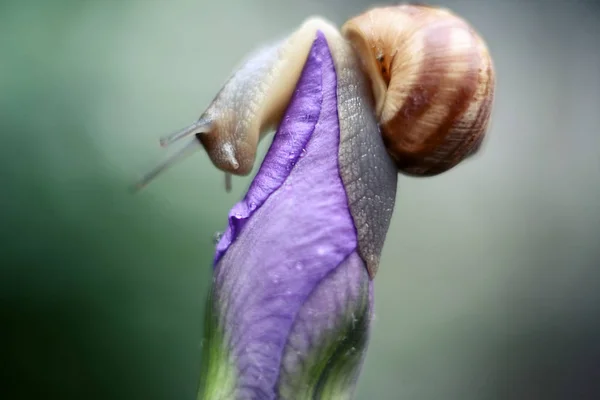 Eine Schnecke Auf Einer Knospe Der Irisblume — Stockfoto