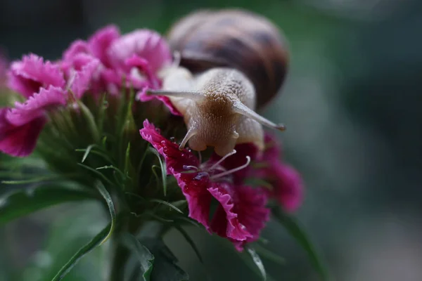 หอยทากท สวยงามบนดอกไม — ภาพถ่ายสต็อก