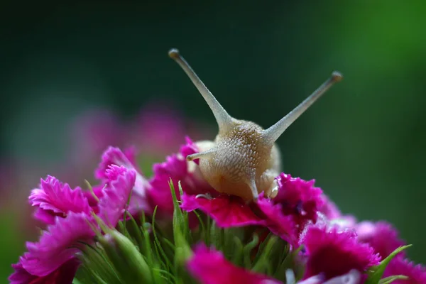 꽃에는 달팽이 — 스톡 사진