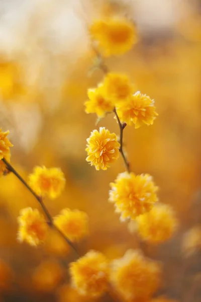 Gelbe Blüten Von Kerria Japonica Aus Nächster Nähe — Stockfoto