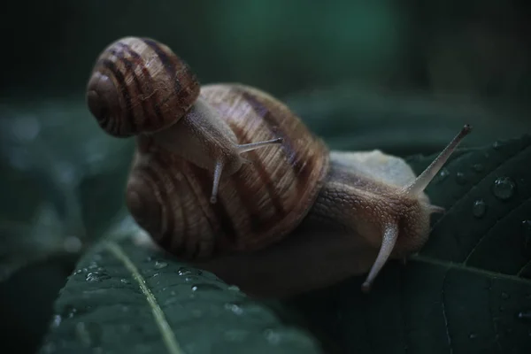 Una Bella Chiocciolina Helix Pomatia Cavalcando Una Grande Chiocciola — Foto Stock