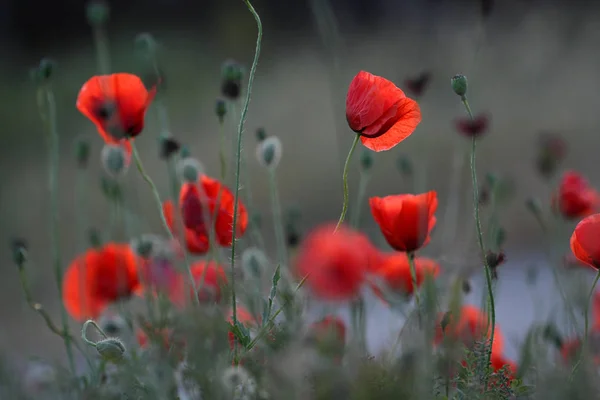 Sacco Bei Papaveri Papaver — Foto Stock