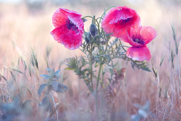 Amapolas Rosadas Brillantes Papaver — Foto de Stock