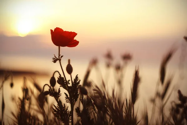 Vacker Röd Vallmo Papaver Blomma Vid Solnedgången — Stockfoto