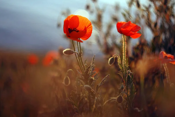 Viele Wunderschöne Rote Mohnblumen Papaver Bei Sonnenuntergang — Stockfoto