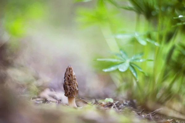 Malá Morel Houba Morchella Conica Lese — Stock fotografie