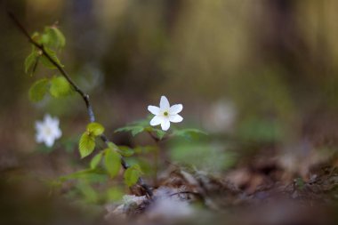 Beyaz anemon çiçeği (Anemone nemorosa). 