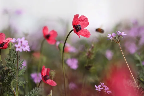 春の草原 繊細なケシの花 をクローズ アップ — ストック写真