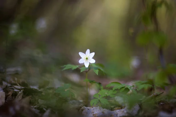 White Anemone Flower Anemone Nemorosa — 스톡 사진