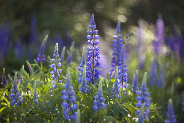Çok güzel acı bakla çiçekler. Yumuşak odak.