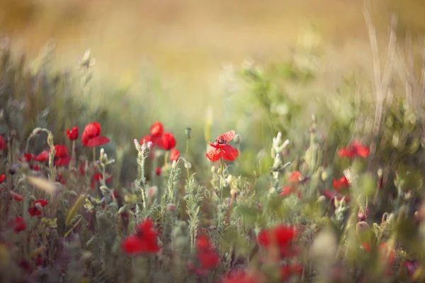 Muchas Amapolas Hermosas Papaver Enfoque Suave — Foto de Stock