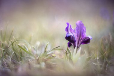 Küçük Iris çiçek bahar (Iris pumila). 