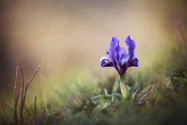 Küçük Iris çiçek bahar (Iris pumila). 