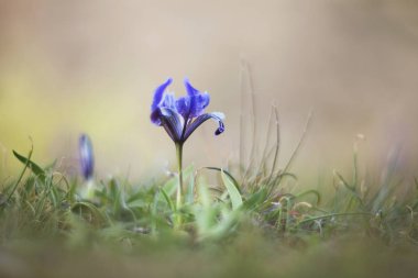 Küçük Iris çiçek bahar (Iris pumila). 