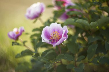 Yabani şakayık çiçekleri (Paeonia daurica) kapatın. Hafif odak.