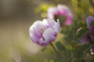 Yabani şakayık çiçekleri (Paeonia daurica) yakından.