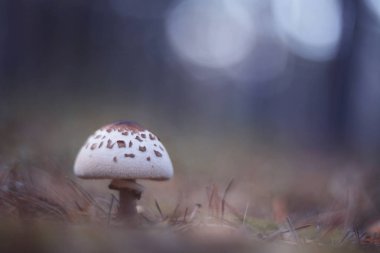 Güzel şemsiye mantarı (Macrolepiota procera / Lepiota procera).