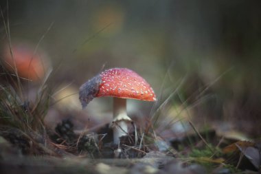 Ormanda güzel kırmızı bere mantar (sinek mantarı).