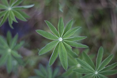 Acı bakla bitki su damlaları ile yeşil yaprakları.