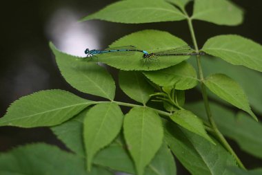Yusufçuk üzerindeki yaprak.