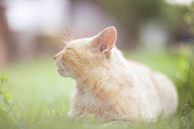 Kırmızı kedi hafif odak ile.