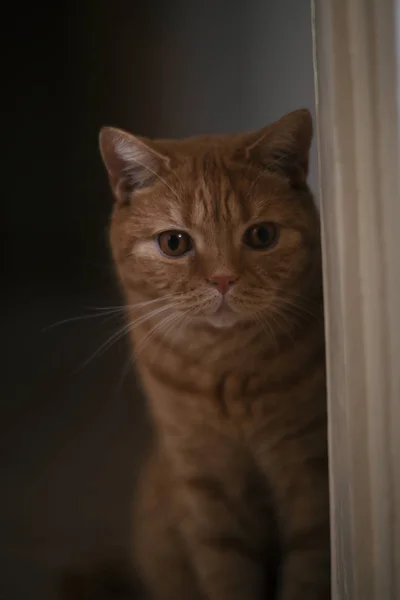 Carino Gatto Dritto Scozzese Guardando Fuori Dall Angolo — Foto Stock