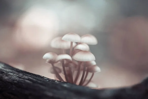 Pilze Mycena Renati Einem Wald — Stockfoto