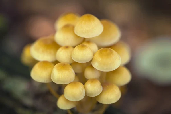 Pilze Mycena Renati Einem Wald — Stockfoto