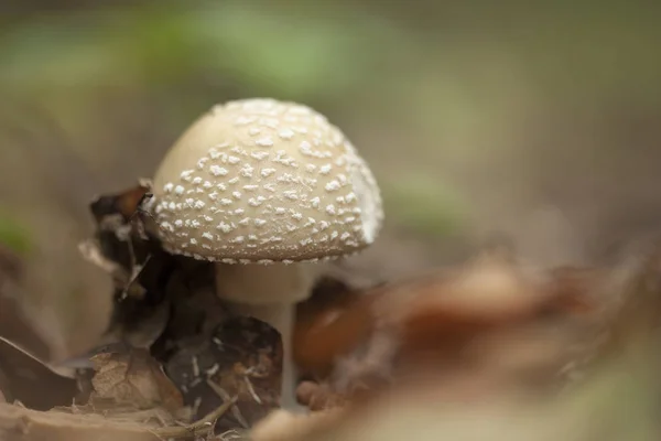Schöner Amanita Pilz Einem Wald — Stockfoto