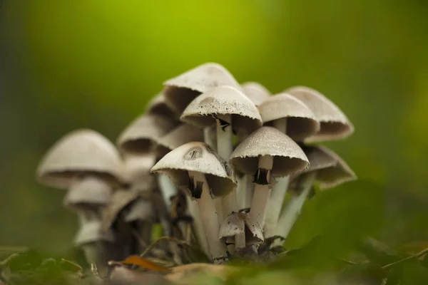 キノコ Psathyrella Leucotephra をクローズ アップ — ストック写真