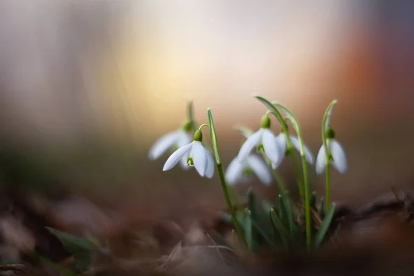 Beautiful Snowdrop Flowers Galanthus Nivalis Spring — Stock Photo, Image