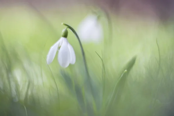 Snowdrop Flower Galanthus Nivalis Close Soft Focus — Stock Photo, Image