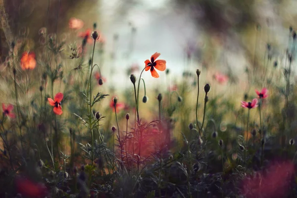 Sacco Papaveri Rosso Vivo Papaver Primavera Concentrazione Lieve — Foto Stock