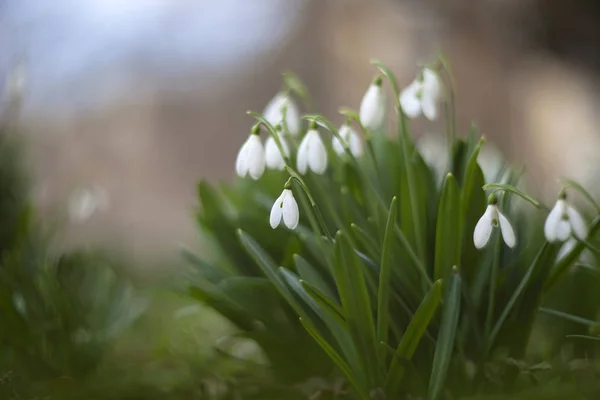 Beautiful Snowdrop Flowers Galanthus Nivalis Spring — Stock Photo, Image