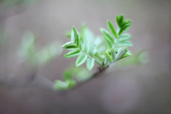 분기에 나뭇잎 소프트 포커스 — 스톡 사진