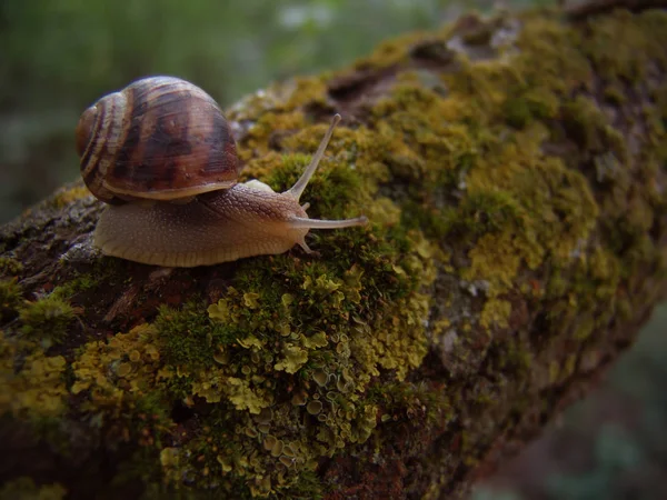 Caracol Tronco Árvore — Fotografia de Stock