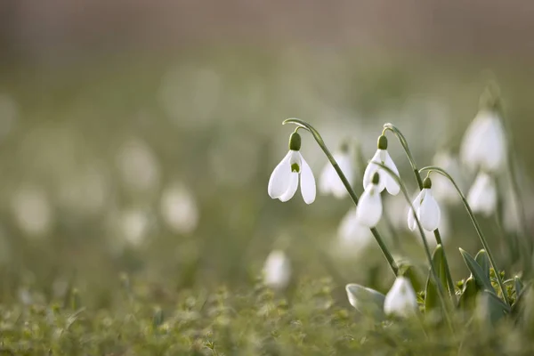 Beautiful Snowdrop Flowers Galanthus Nivalis Spring — Stock Photo, Image