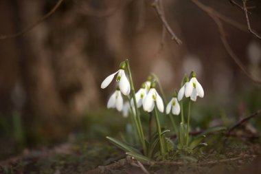 İlkbaharda güzel kar damlası çiçekleri (Galanthus nivalis).