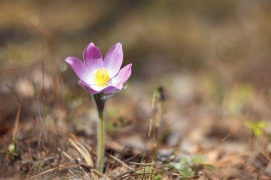 Bahar çiçek güzel Anemon (Pasque).